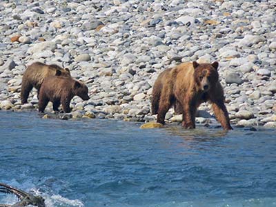 Bärenbeobachtung Campbell River